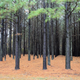 Illustration for article titled The Largest Genome Ever Sequenced Belongs To This Common Pine Tree
